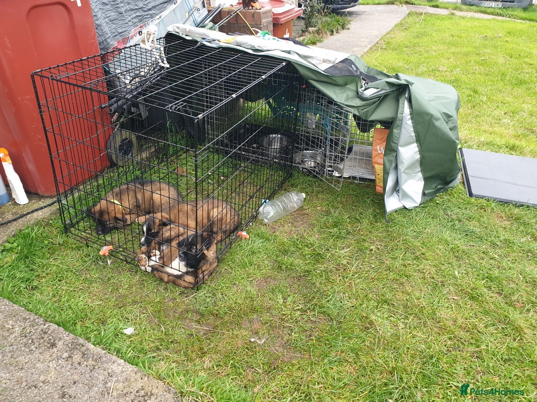 Mixed Breed dogs for sale: 3 Dogs  - Image 1