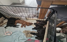 Cockapoo dogs for sale: F1 cockapoos  - Image 8