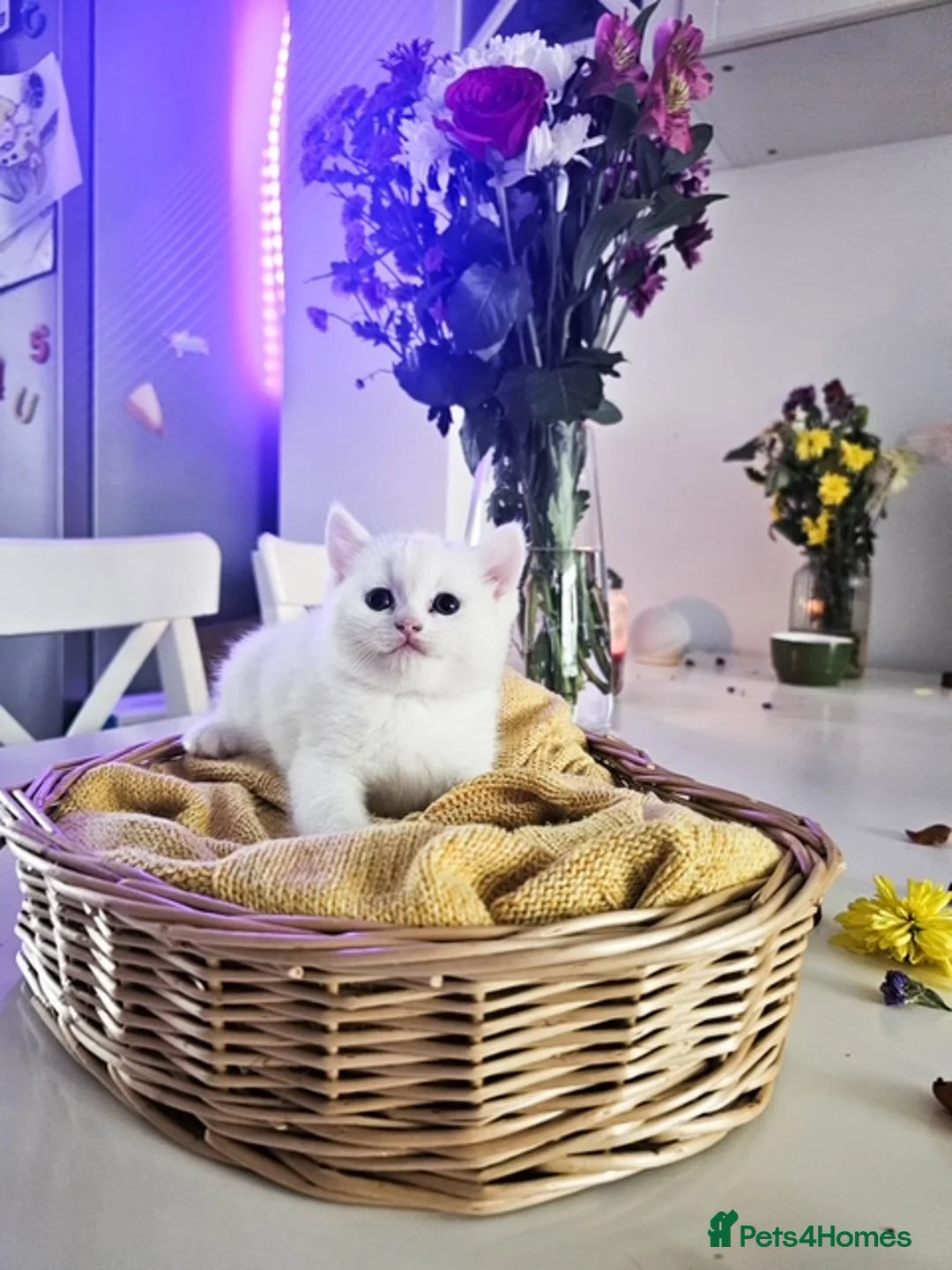 British Shorthair cats for sale: Adorable British Shorthair Kittens for Sale 🐾 - Advert 6