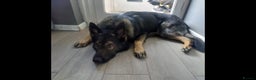 German Shepherd dogs for stud: Stud available, KC Reg, Sable GSD - Advert 4
