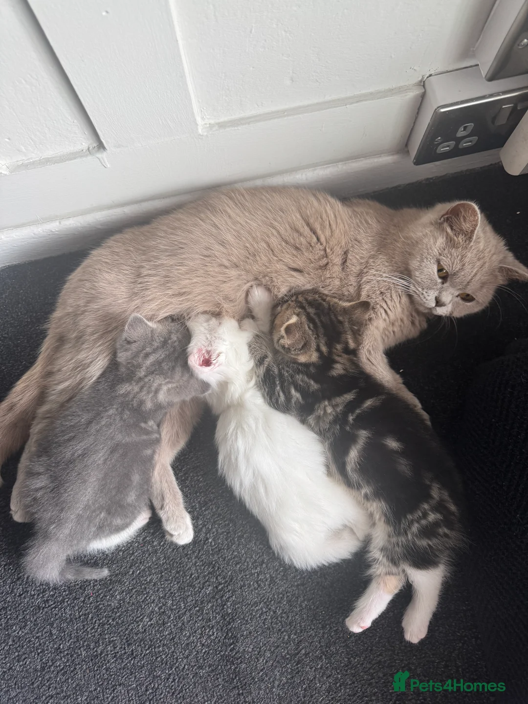 British Shorthair cats for sale: British shorthair x Persian  - Advert 2