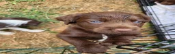 English Springer Spaniel dogs for sale: Springer Spaniel Puppies  - Advert 21