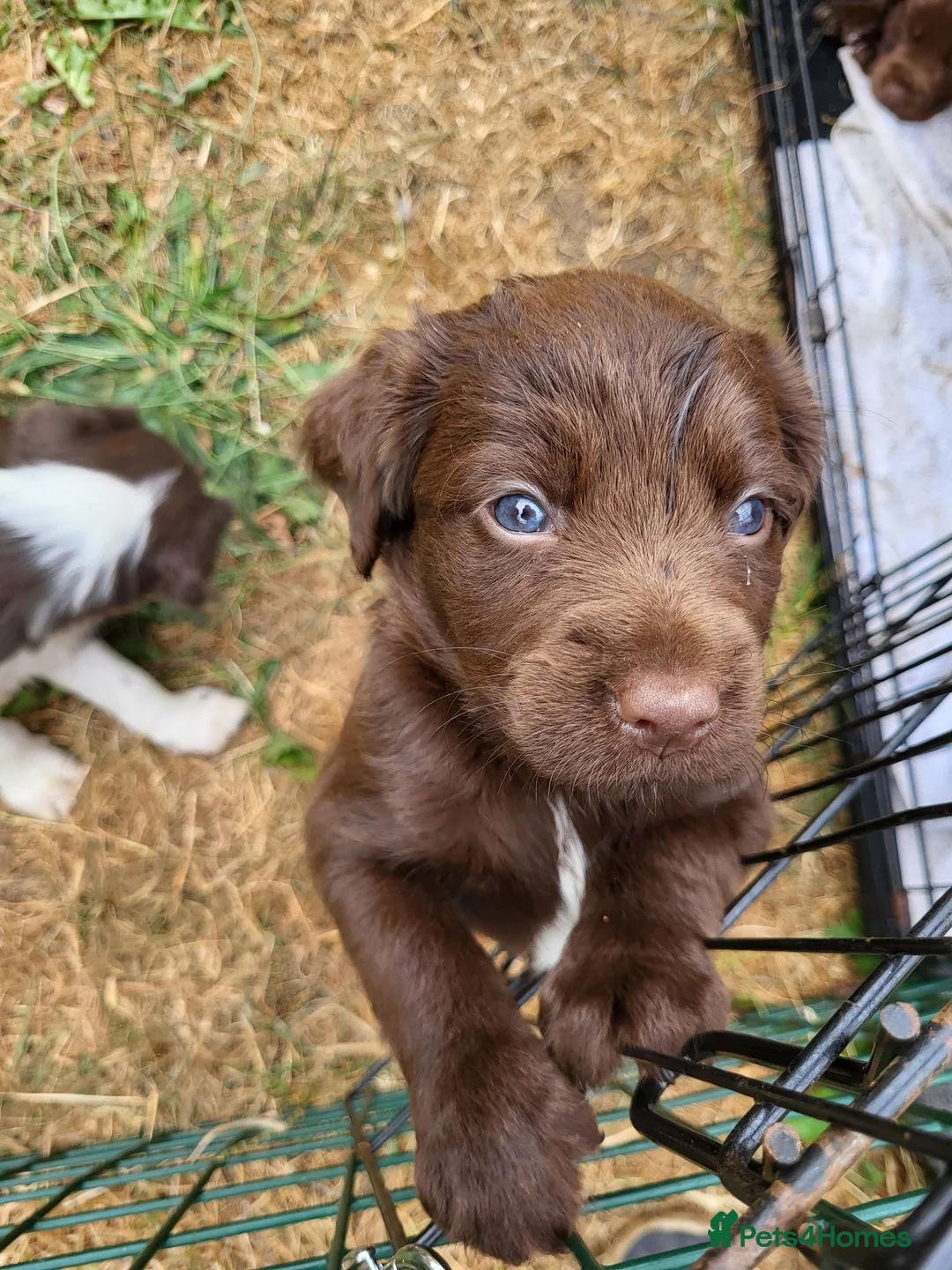 Sprocker dogs for sale: Sprocker Puppies. Ready now. - Advert 20