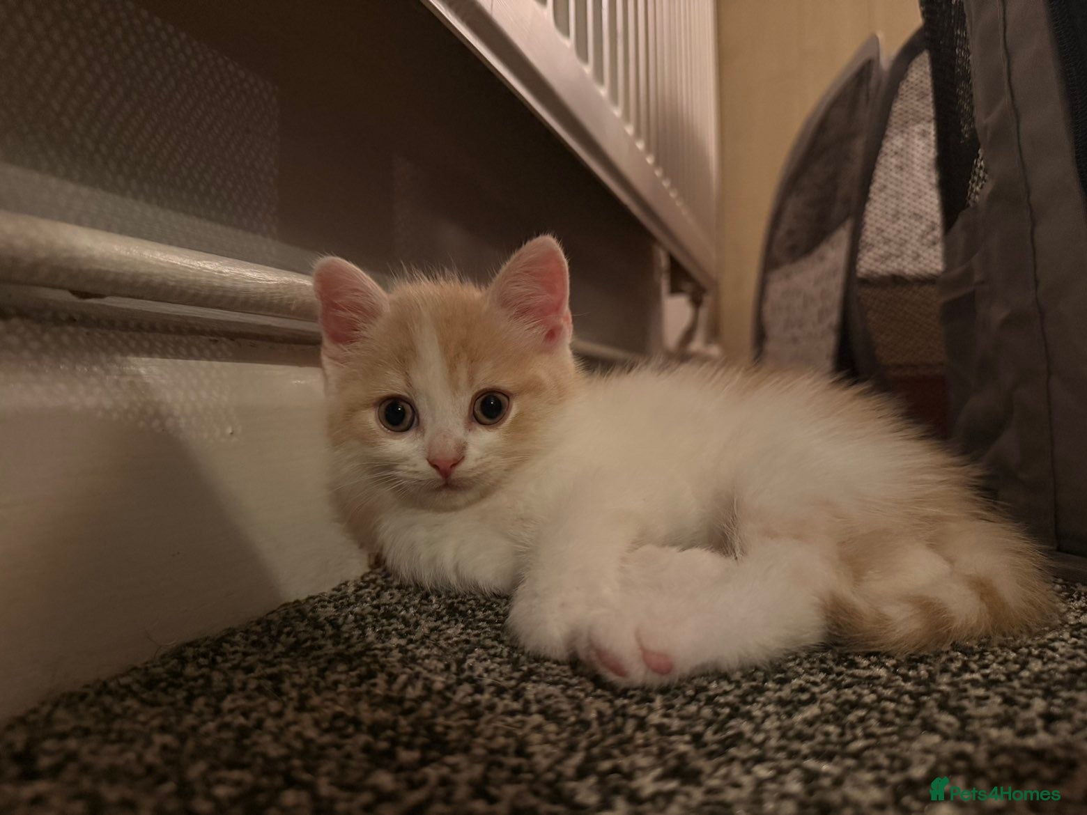 Mixed Breed cats for sale: British Shorthair x Longhair kittens - Advert 2
