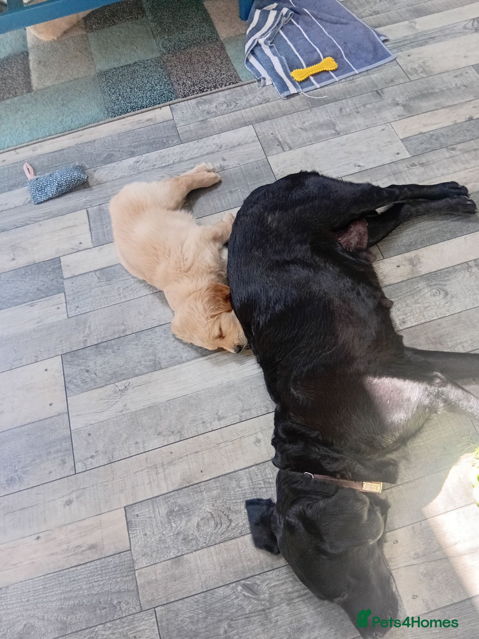Labrador Retriever dogs Golden Lab Puppies - Advert 1