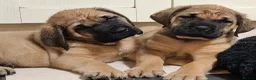 Mastiff dogs for sale: Mastiff puppies  in Galashiels - Advert 9