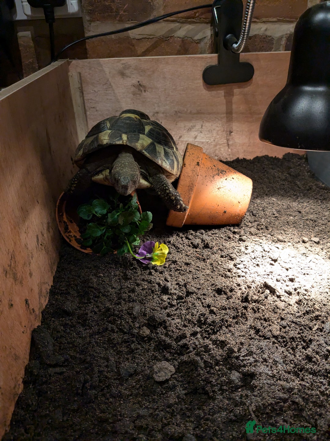 Hermann Tortoise reptiles for sale: 6-year-old Herman Tortoise  - Image 2