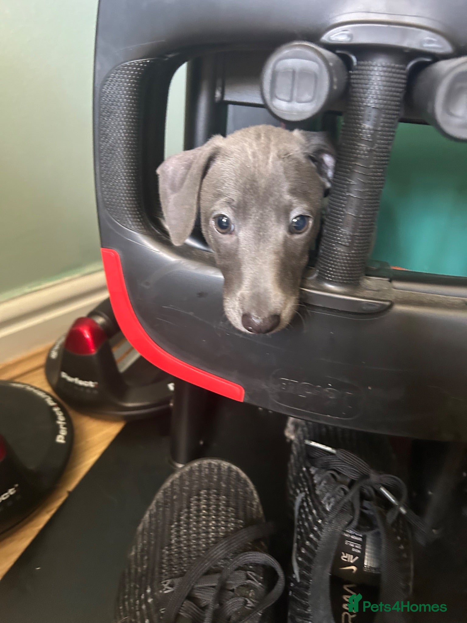 Italian Greyhound dogs Ready saturday. Blue italian greyhound puppy - Advert 1