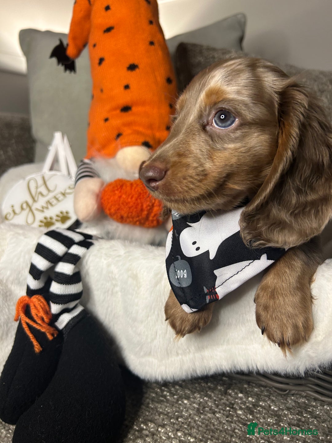 Miniature Dachshund dogs for sale: 🤍🐾 STUNNING DAPPLE BOY READY TO GO 🐾🤍 - Image 7
