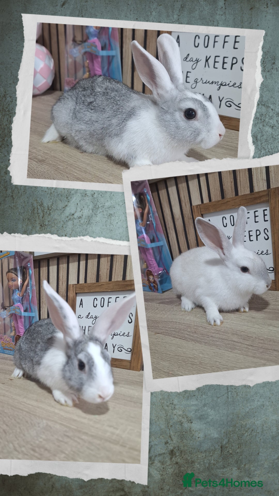 Mixed Breed rabbits for sale: Baby Rabbits Ready Now  - Image 4