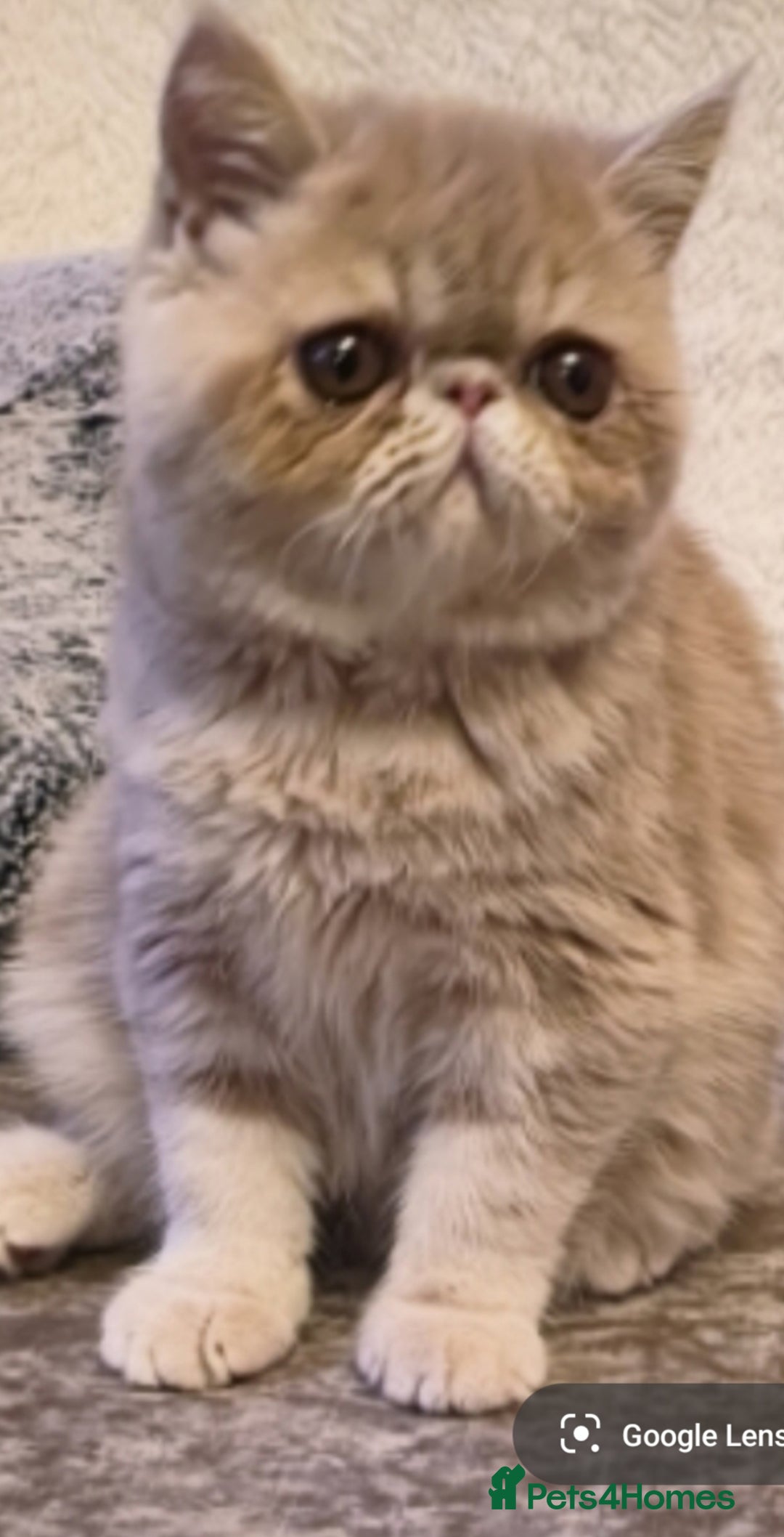 Exotic cats for stud: CREAM TABBY AND WHITE EXOTIC STUD in Barnsley - Advert 20