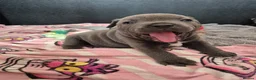 Staffordshire Bull Terrier dogs for sale: Blue Staffy - A Very Special Final Litter 💙 - Advert 20