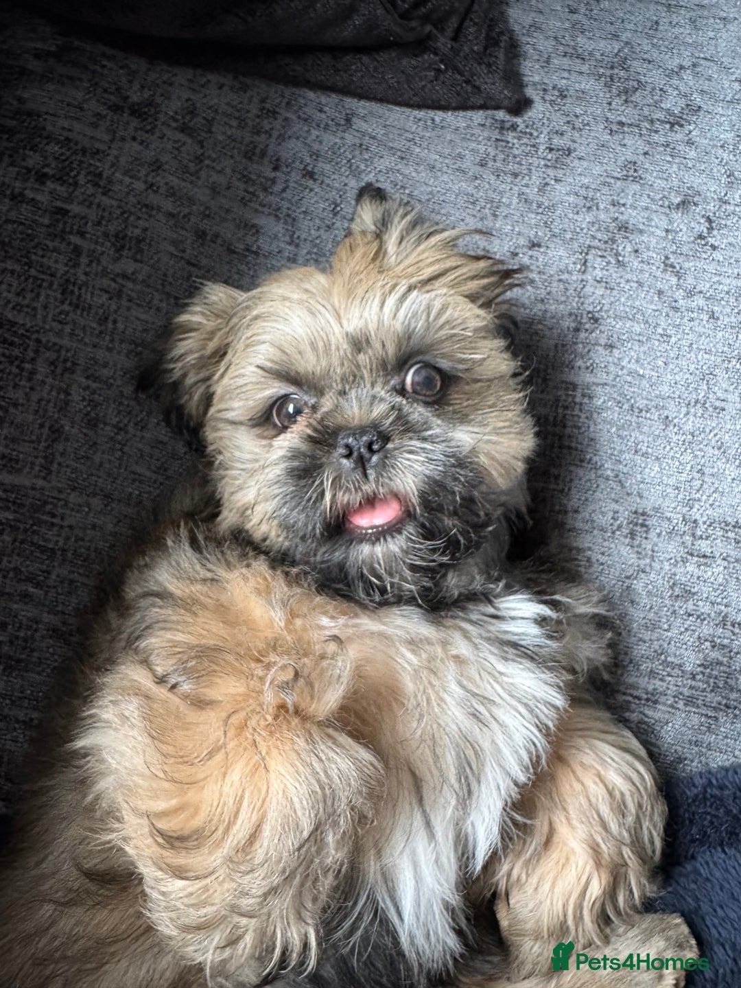 Shih Tzu dogs for sale: Make shih tzu (half imperial) - Image 4
