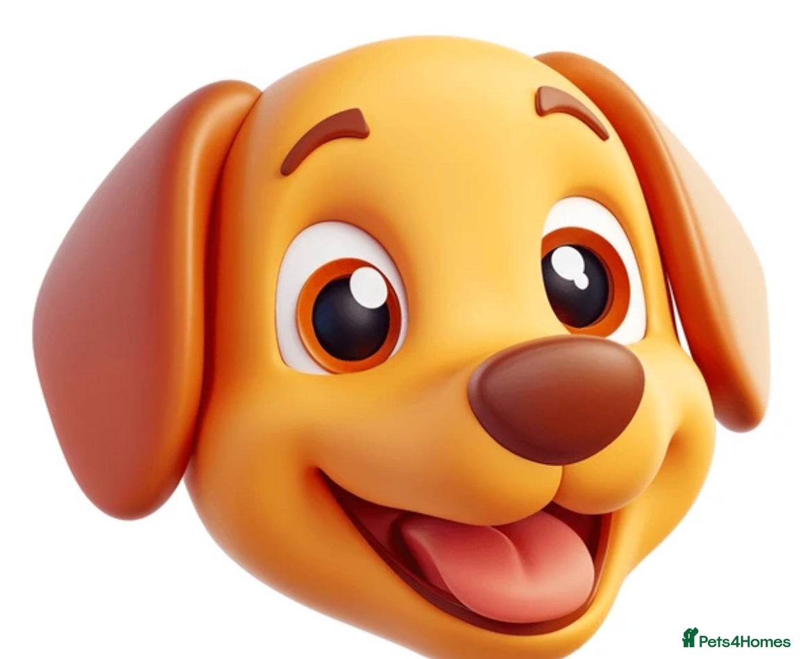 Miniature American Shepherd dogs Miniature American Shepherd  - Advert 1