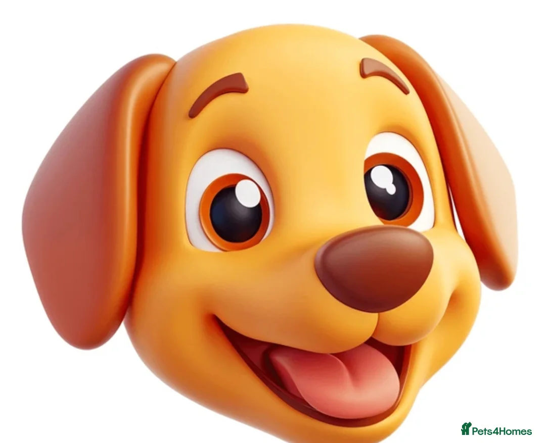 Miniature American Shepherd dogs for sale: Miniature American Shepherd  - Advert 1