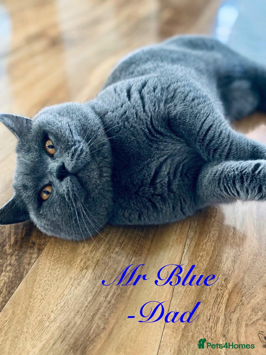 British Shorthair cats for sale: British Shorthair kittens, GCCF Certificate  in Dundee - Image 13