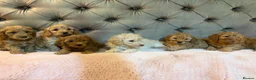 Cockapoo dogs for sale: Adorable Toy Cockapoos (F1b) - Advert 2