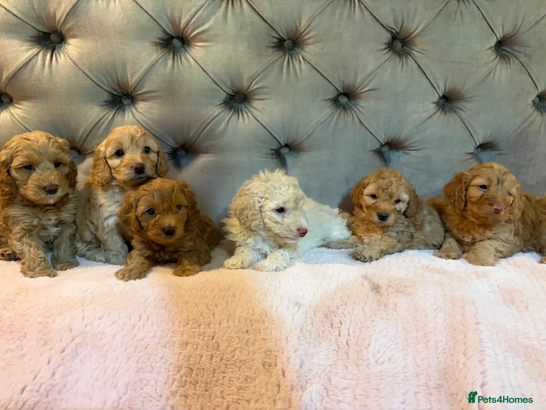 Cockapoo dogs for sale: Adorable Toy Cockapoos (F1b) - Advert 2