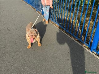 English Bulldog dogs English Bulldogs - Advert 15