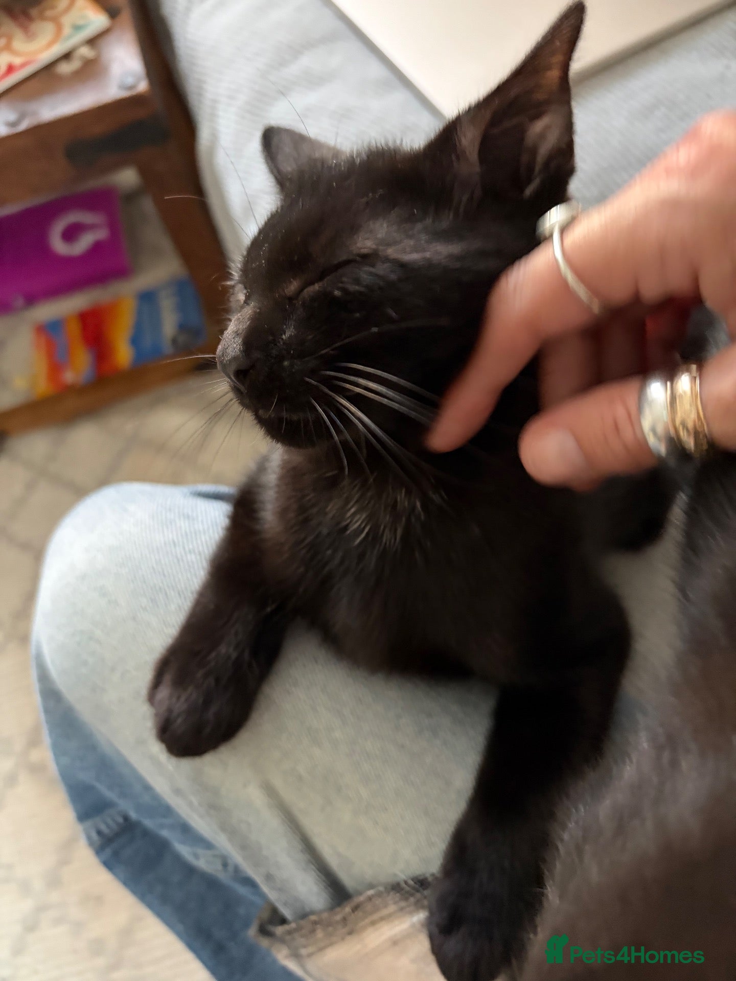 Mixed Breed cats Kittens - Advert 13