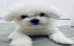 Bichon Frise dogs for sale: Bichon Frise - Image 7