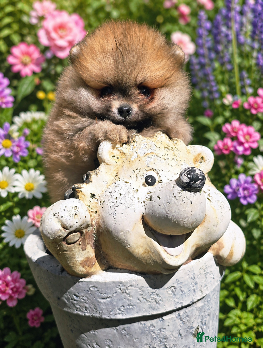 Pomeranian dogs *Beautiful pedegree pomeranian pups* - Advert 1