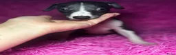 Whippet dogs for sale: Only 3 boys Quality pedigree whippet puppies left  - Advert 11