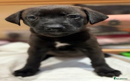 Mixed Breed dogs for sale: Gsd x Mali x Staffy - Image 11