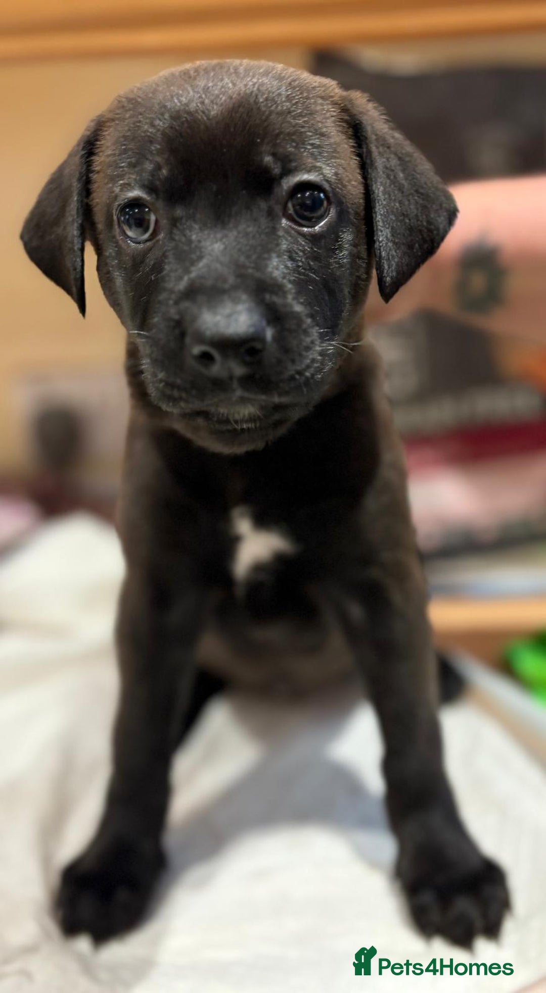 Mixed Breed dogs for sale: Gsd x Mali x Staffy - Image 11