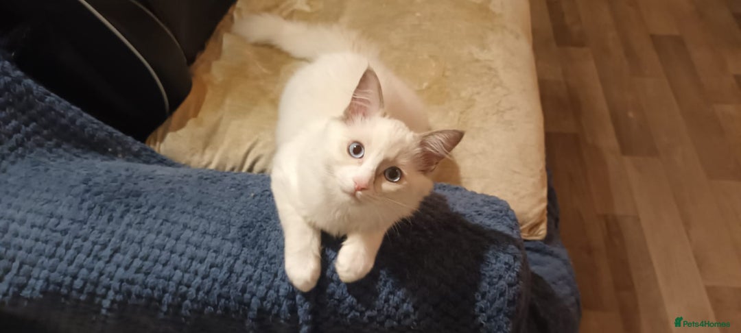 Ragdoll cats for sale: Rare Ragdoll kitten - Image 3