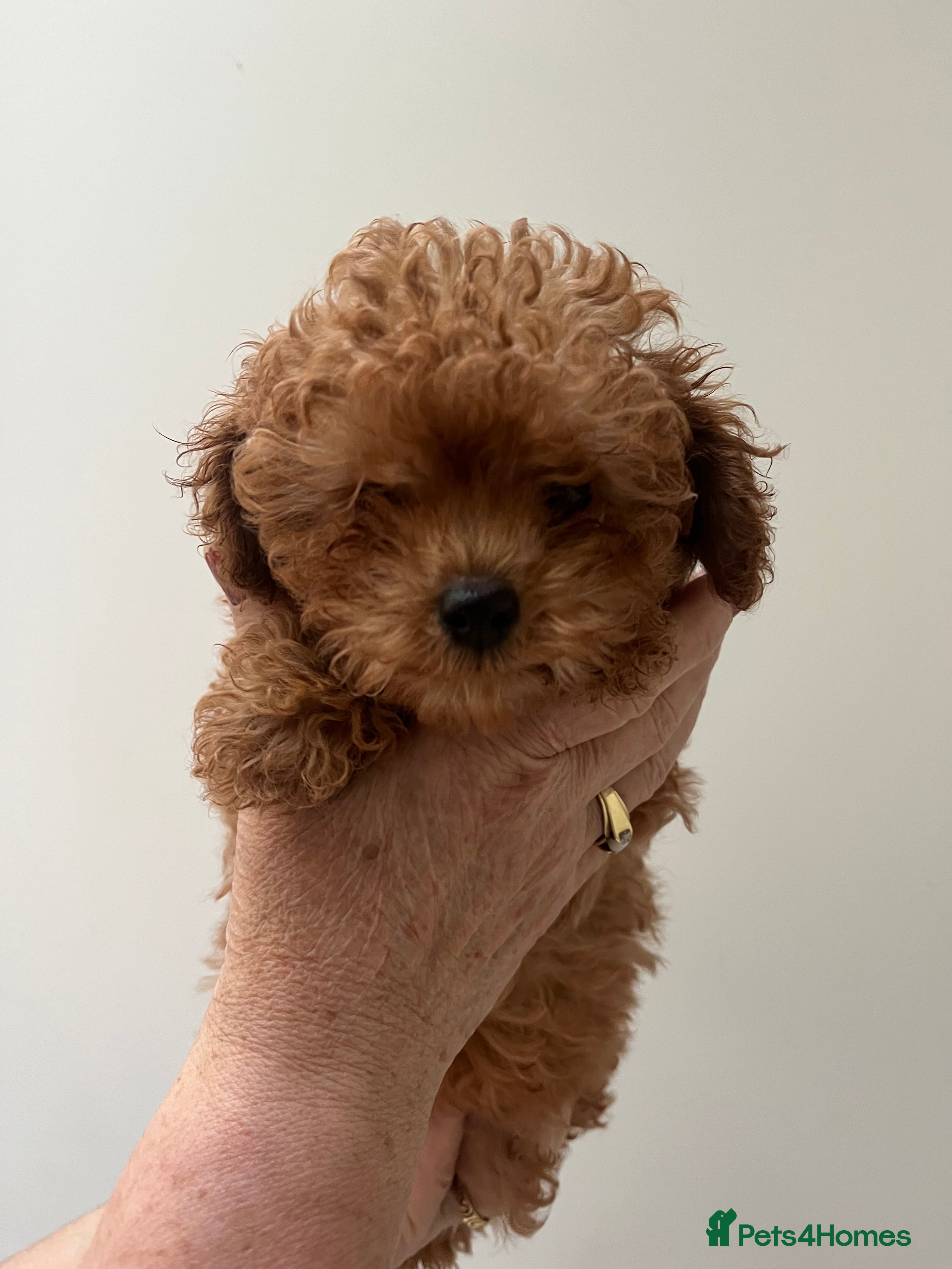 Toy Poodle dogs 🧸Stunning red toy/asian poodle puppies 🧸  - Advert 4