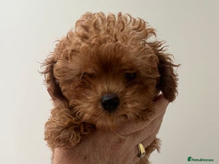 Toy Poodle dogs Stunning red asian/toy poodle puppies 🧸 - Advert 8