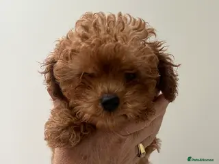 Toy Poodle dogs 🧸Beautiful toy/asian poodle puppies 🧸 - Advert 5