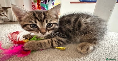 Mixed Breed cats - Advert 1