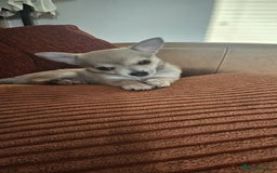 Chihuahua dogs for sale: Chihuahua (girl) - Image 2