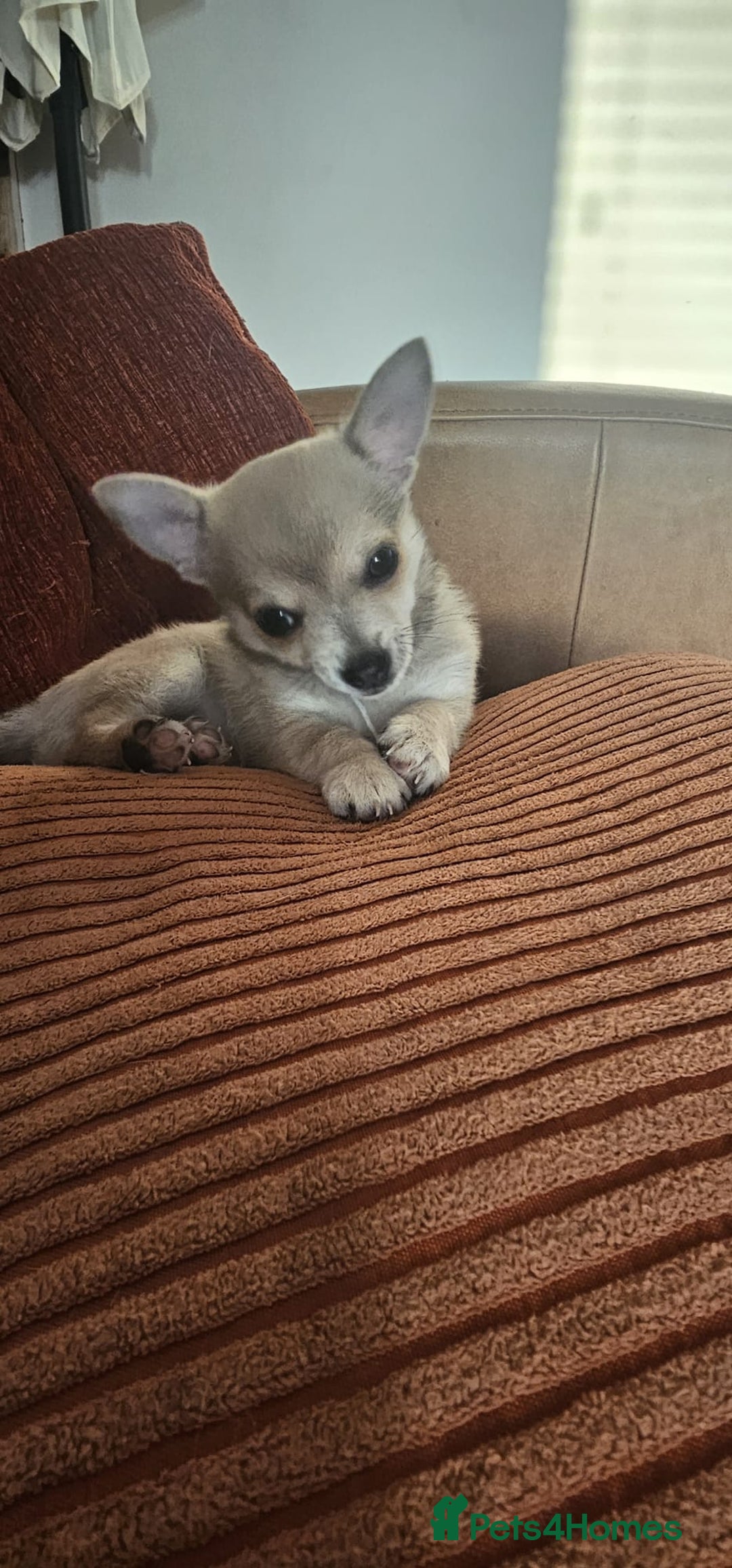 Chihuahua dogs for sale: Chihuahua (girl) - Image 2