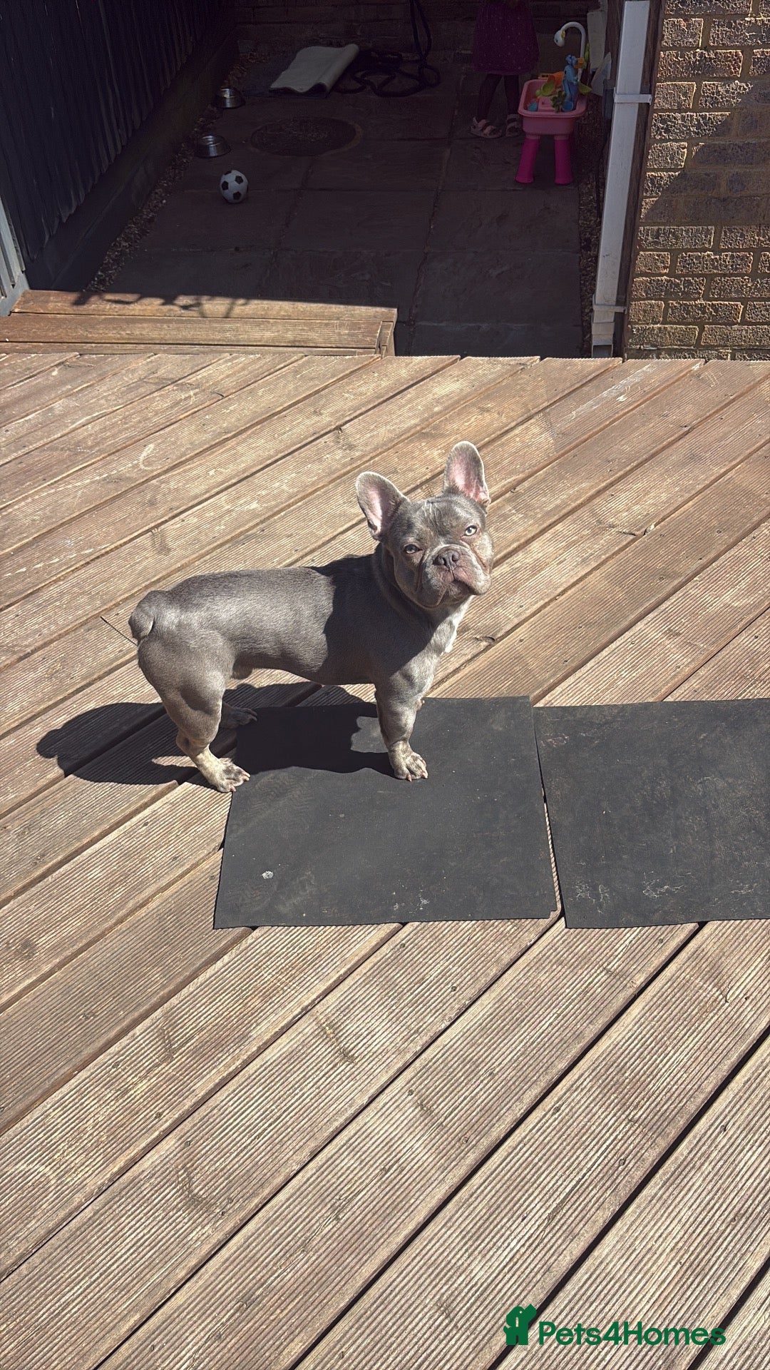 French Bulldog dogs Just under a year male for sale. - Advert 13
