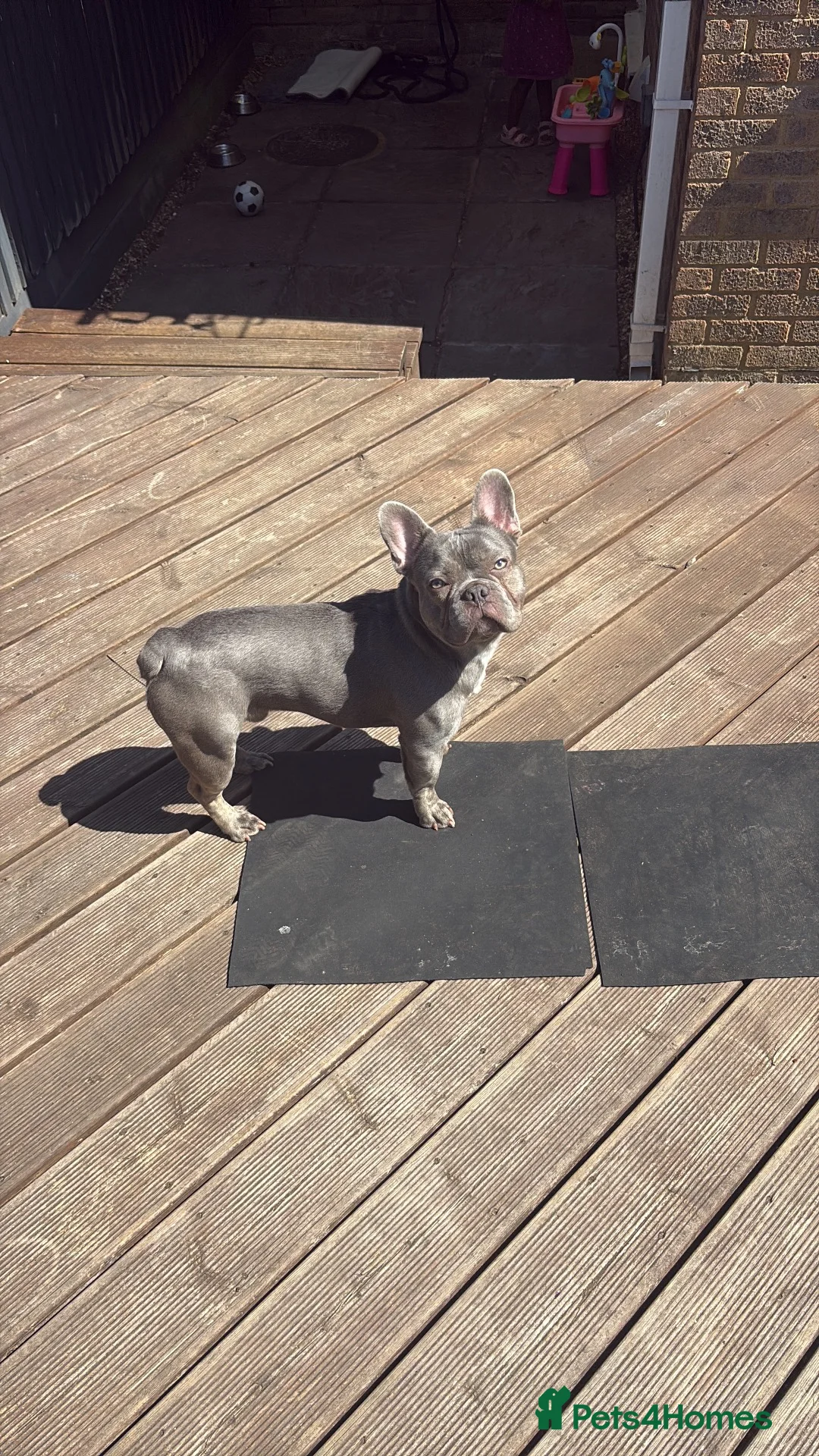 French Bulldog dogs for sale: Just under a year male for sale. in Great Missenden - Advert 1