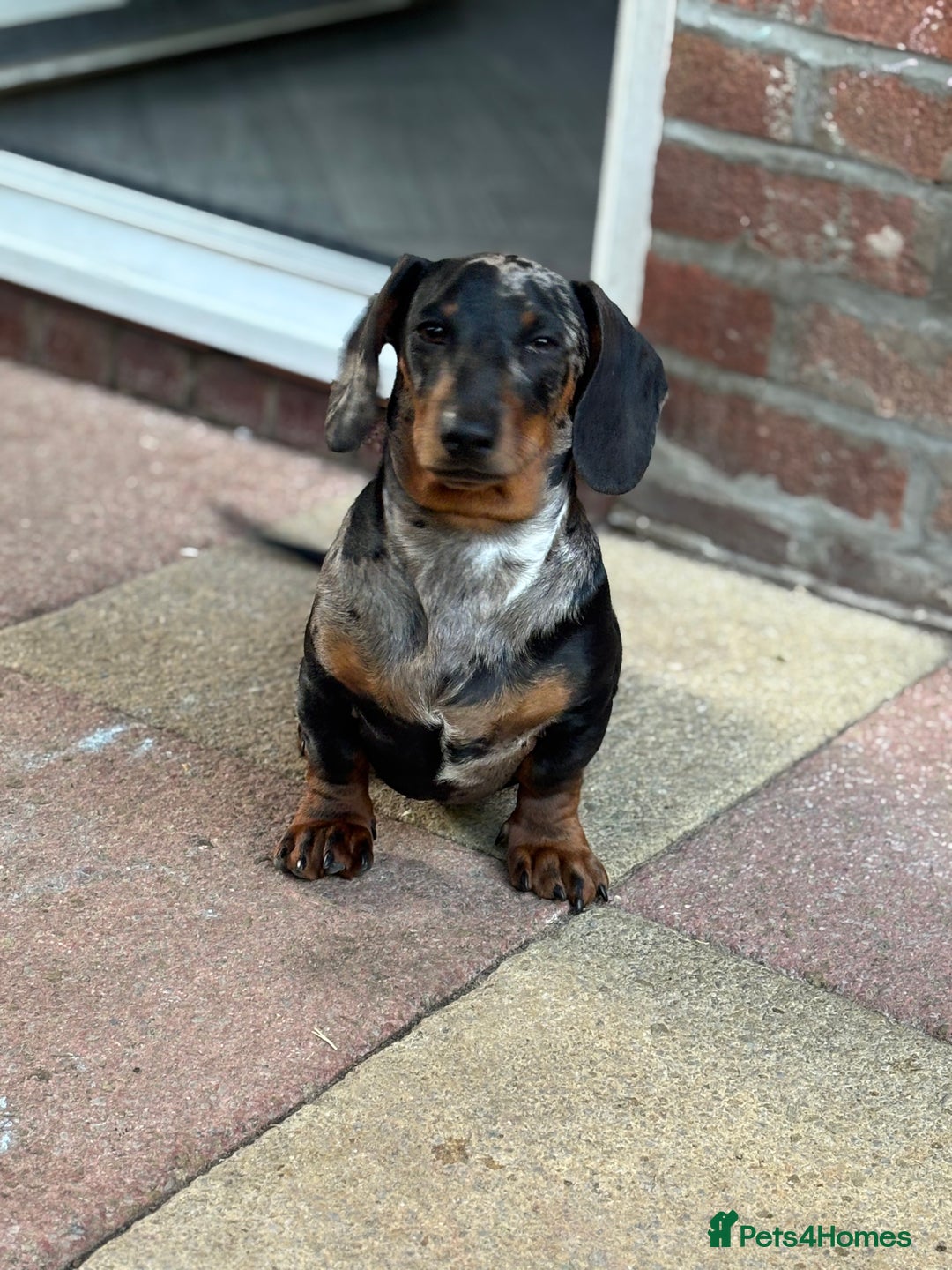 Miniature Dachshund dogs for sale: Miniature dapple dachshund  - Advert 1