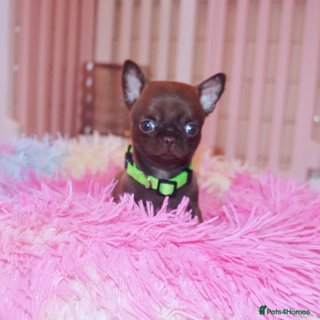 Chihuahua dogs for sale: KC REG HEALTH TESTED CHIHUAHUAS  - Advert 1