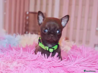 Chihuahua dogs KC REG HEALTH TESTED CHIHUAHUAS - Advert 10