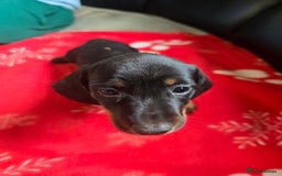 Miniature Dachshund dogs for sale: Dachshund puppies  - Image 3
