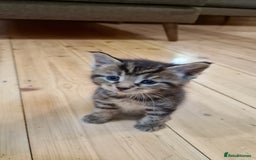 Maine Coon cats for sale: Beautiful Mainecoon X  9 kittens  - Image 17