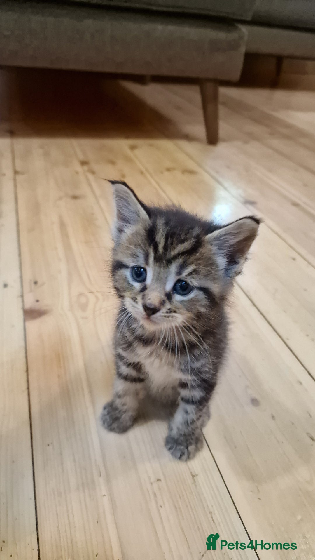 Maine Coon cats for sale: Beautiful Mainecoon X  9 kittens  - Image 17