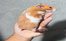 Hamster rodents for sale: OLDER STUNNING TAME PEDIGREE HAMSTERS - Image 2