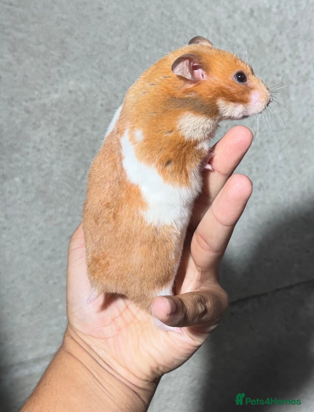 Hamster rodents for sale: OLDER STUNNING TAME PEDIGREE HAMSTERS - Image 2