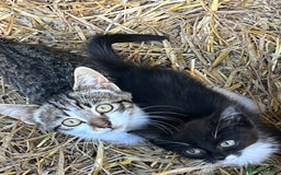 Mixed Breed cats for sale: Lovely yards /family kittens - Image 3