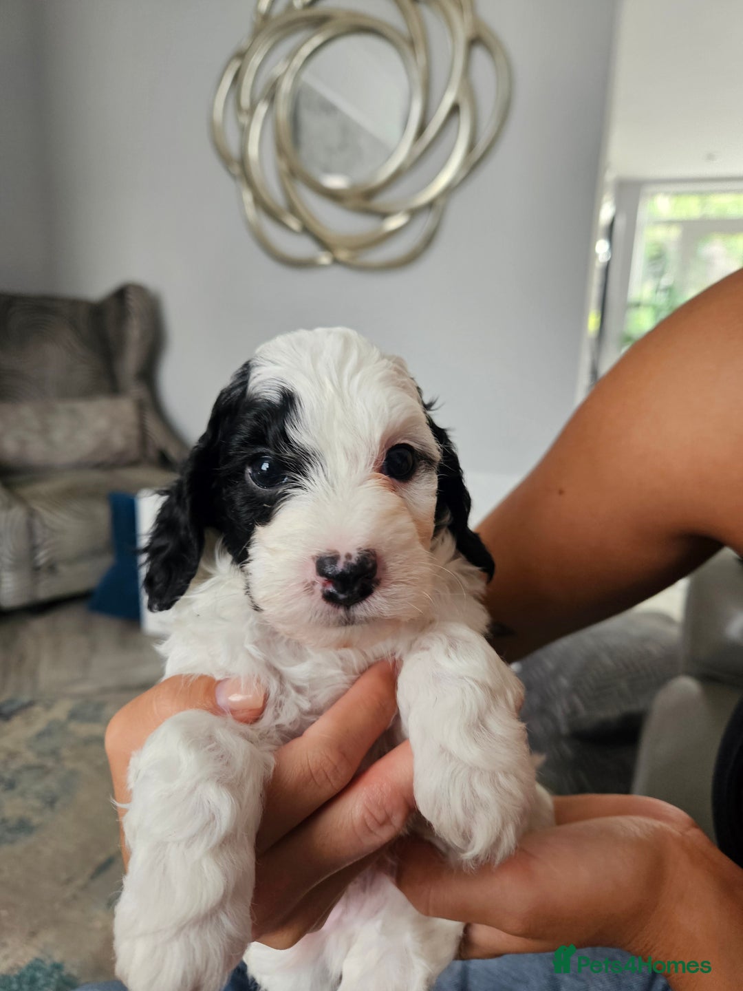 Cockapoo dogs for sale: Lyn Marie Pressley  - Image 7