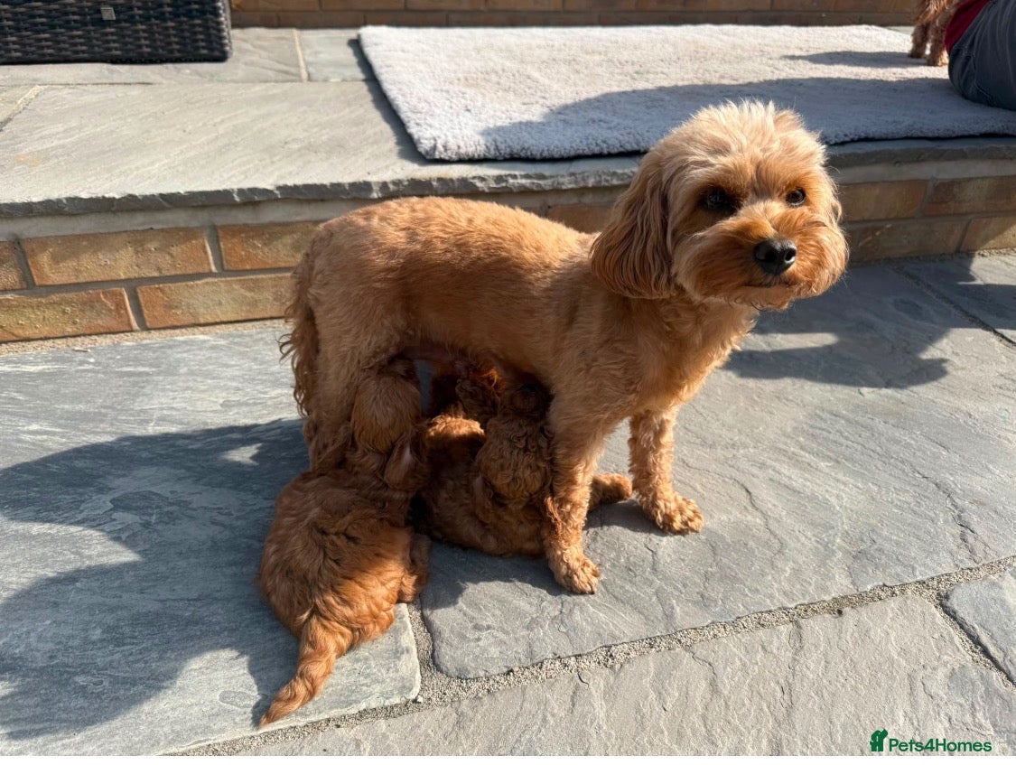 Cavapoo dogs for sale: 2 male puppies for their forever homes - Advert 1