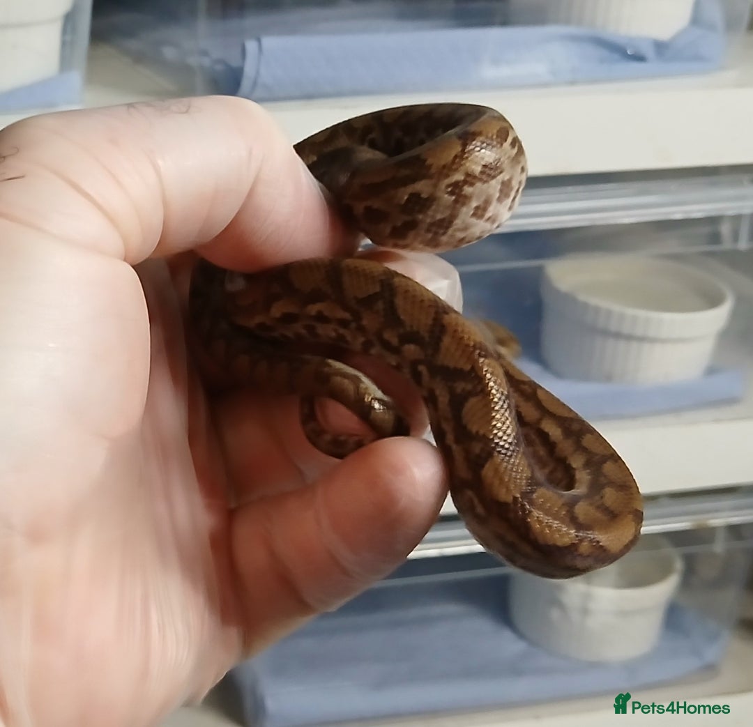 Boa Snake reptiles for sale: Colombian Rainbow Boa Het Albino  - Image 4